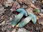 Neoboletus praestigiator (Neoboletus praestigiator), Zemplén